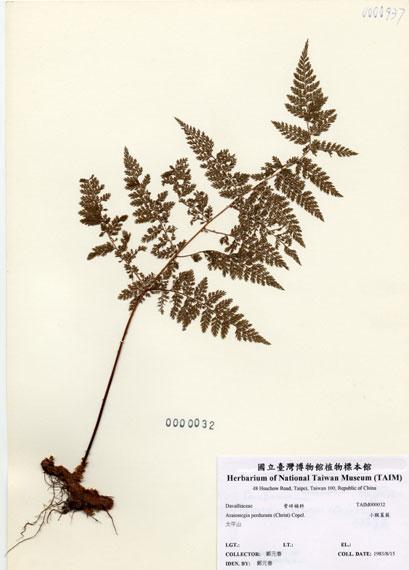 中文名：小膜蓋蕨 (H000032)學名： em Araiostegia perdurans (Christ) Copel. /em 