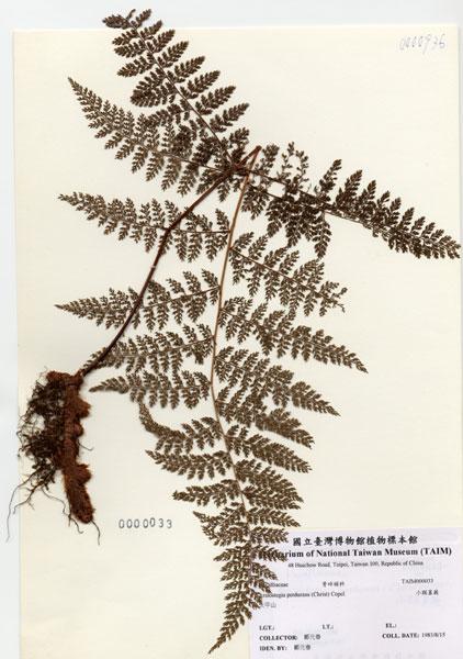 中文名：小膜蓋蕨 (H000033)學名： em Araiostegia perdurans (Christ) Copel. /em 