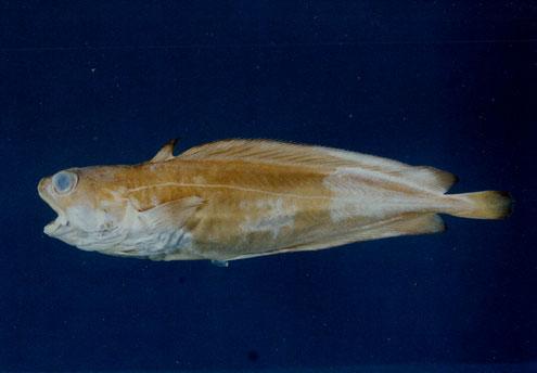 日本鬚稚鱈( em Physiculus japonicus  /em )