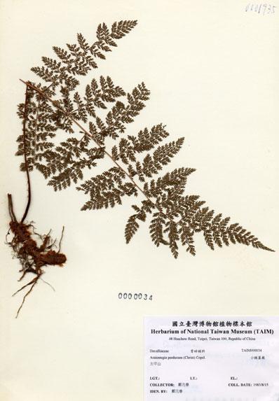 中文名：小膜蓋蕨 (H000034)學名： em Araiostegia perdurans (Christ) Copel. /em 