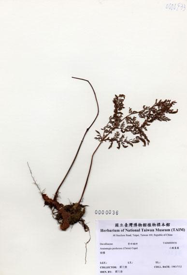 中文名：小膜蓋蕨 (H000036)學名： em Araiostegia perdurans (Christ) Copel. /em 