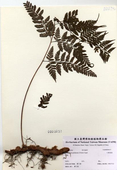 中文名：小膜蓋蕨 (H000037)學名： em Araiostegia perdurans (Christ) Copel. /em 
