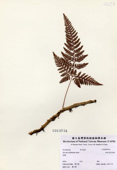 中文名：杯狀蓋陰石蕨 (H000038)學名： em Davallia griffithiana Hook. /em 