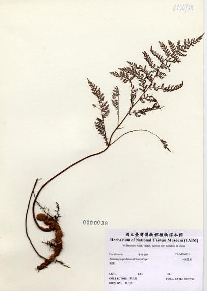 中文名：小膜蓋蕨 (H000039)學名： em Araiostegia perdurans (Christ) Copel. /em 