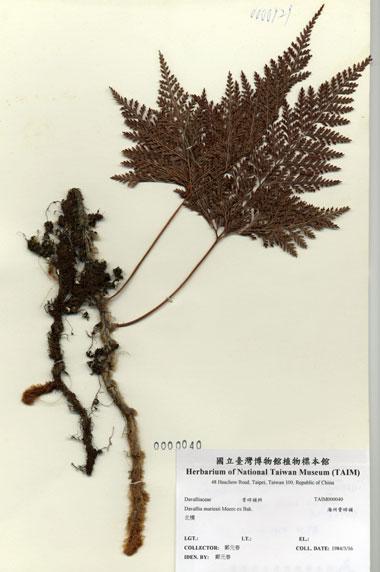 中文名：海州骨碎補 (H000040)學名： em Davallia mariesii Moore ex Bak. /em 