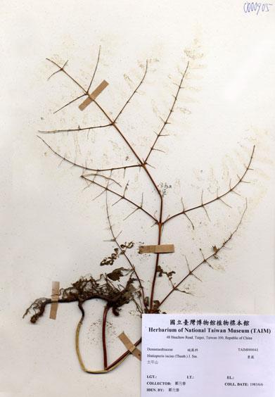 中文名：栗蕨 (H000041)學名： em Histiopteris incisa (Thunb.) J. Sm. /em 