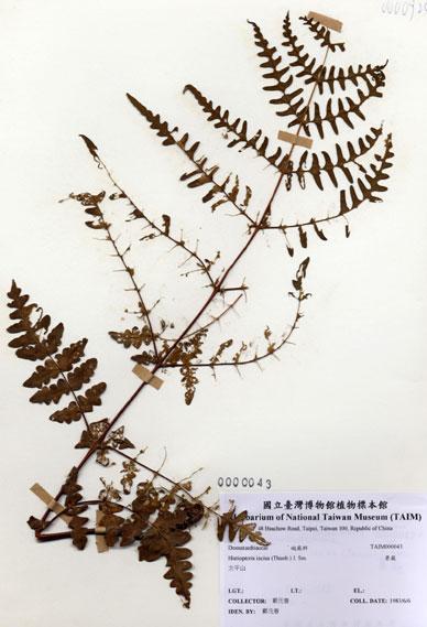 中文名：栗蕨 (H000043)學名： em Histiopteris incisa (Thunb.) J. Sm. /em 