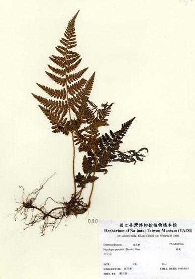 中文名：姬蕨 (H000046)學名： em Hypolepia punctata (Thunb.) Merr. /em 