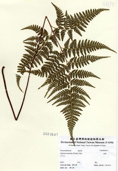 中文名：碗蕨 (H000047)學名： em Dennstaedtia scabra (Wall. ex Hook.) Moore /em 