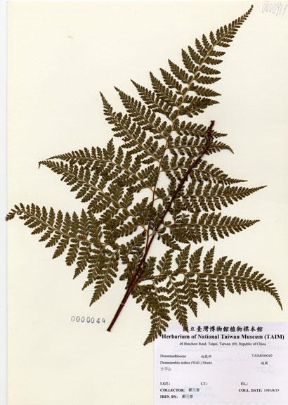 中文名：碗蕨 (H000049)學名： em Dennstaedtia scabra (Wall.) Moore /em 