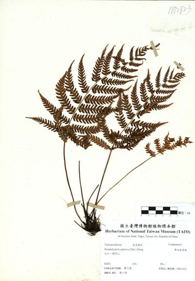 中文名：栗柄金星蕨 (H000051)學名： em Parathelypteris japonica (Bak.) Ching /em 