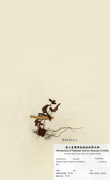 中文名：腺鱗毛蕨 (H000053)學名： em Dryopteris alpestris Tagawa /em 