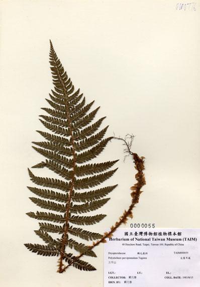 中文名：尖葉耳蕨 (H000055)學名： em Polystichum parvipinnulum Tagawa /em 