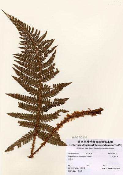 中文名：尖葉耳蕨 (H000056)學名： em Polystichum parvipinnulum Tagawa /em 