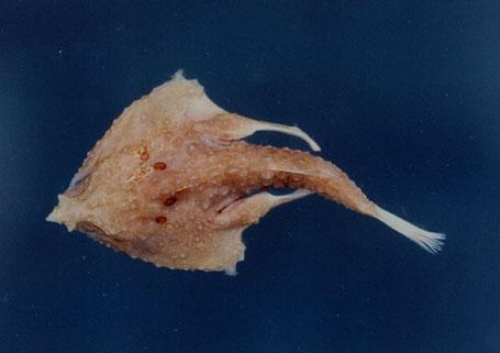 喬氏蝙蝠棘茄魚( em Malthopsis jordani  /em )