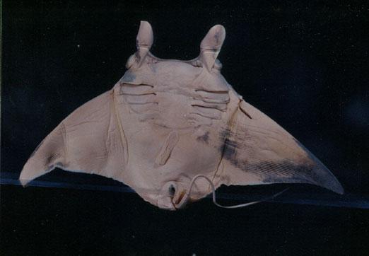 鬼蝠魟( em Manta birostris /em )