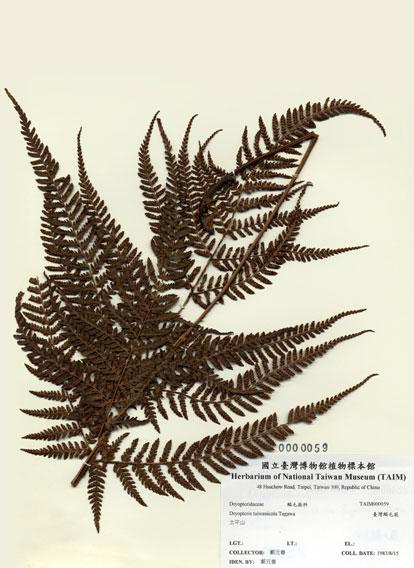 中文名：臺灣鱗毛蕨 (H000059)學名： em Dryopteris taiwanicola Tagawa /em 