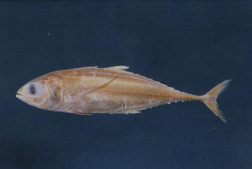 大甲鰺( em Megalaspis cordyla  /em )