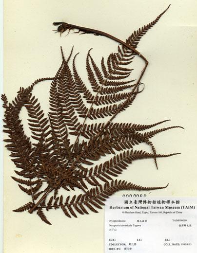中文名：臺灣鱗毛蕨 (H000060)學名： em Dryopteris taiwanicola Tagawa /em 