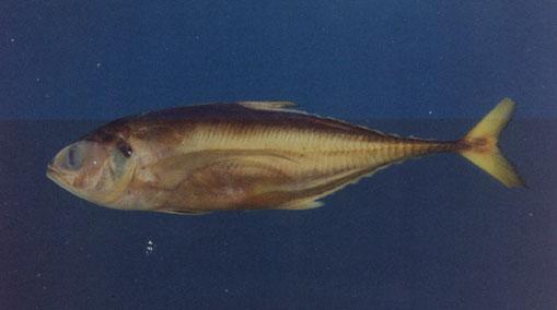 大甲鰺( em Megalaspis cordyla  /em )