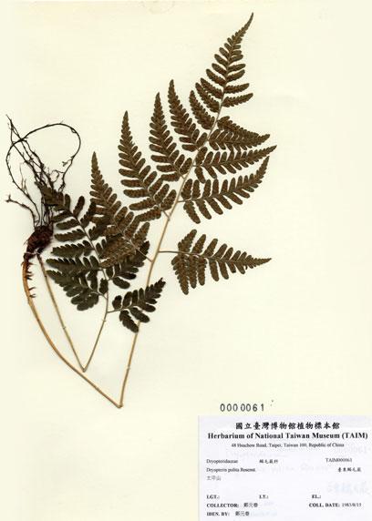 中文名：臺東鱗毛蕨 (H000061)學名： em Dryopteris polita Rosenst. /em 
