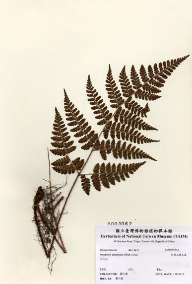 中文名：阿里山鱗毛蕨 (H000062)學名： em Dryopteris squamiseta (Hook.) Ktze. /em 