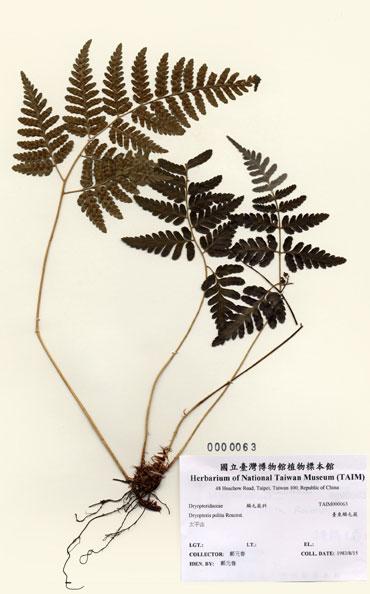 中文名：臺東鱗毛蕨 (H000063)學名： em Dryopteris polita Rosenst. /em 