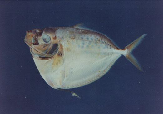 眼眶魚( em Mene maculata  /em )