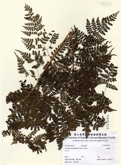 中文名：魚鱗蕨 (H000064)學名： em Acrophorus stipellatus (Wall.) Moore /em 
