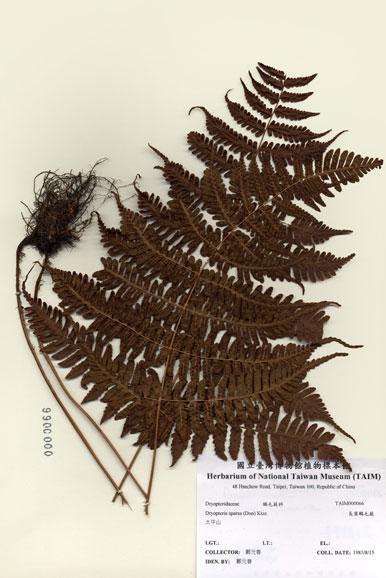 中文名：長葉鱗毛蕨 (H000066)學名： em Dryopteris sparsa (Don) Ktze. /em 