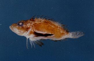 細鰭虎鮋( em Minous pusillus  /em )