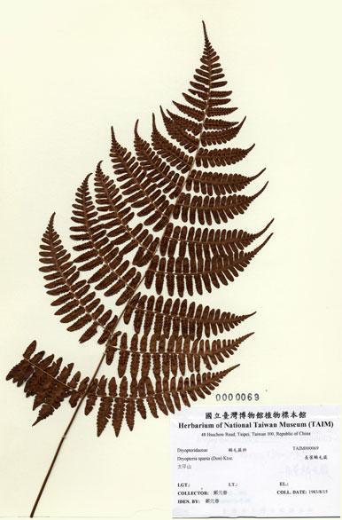 中文名：長葉鱗毛蕨 (H000069)學名： em Dryopteris sparsa (Don) Ktze. /em 