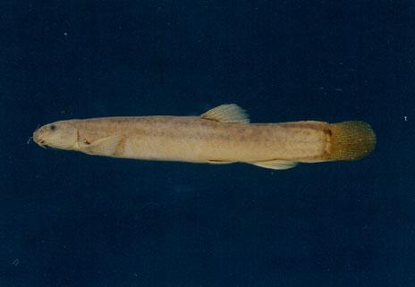 泥鰍( em Misgurnus anguillicaudatus  /em )