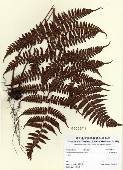 中文名：瘤孢鱗毛蕨 (H000072)學名： em Dryopteris reflexosquamata Hayata /em 