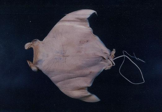 鬼蝠魟( em Manta birostris  /em )