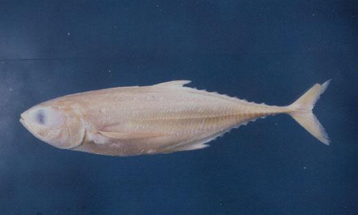 大甲鰺( em Megalaspis cordyla  /em )