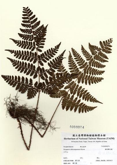 中文名：瘤孢鱗毛蕨 (H000074)學名： em Dryopteris reflexosquamata Hayata /em 