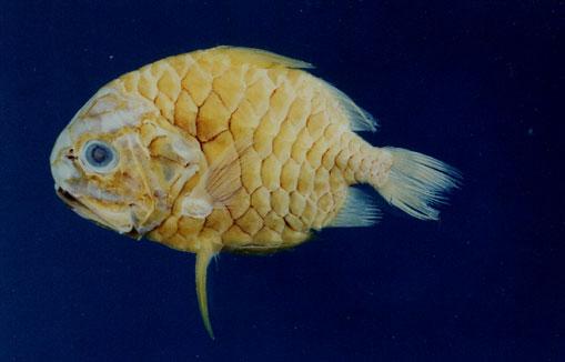 松毬魚( em Monocentris japonica  /em )