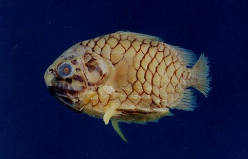 松毬魚( em Monocentris japonica  /em )