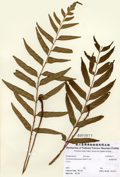 中文名：狹葉貫眾蕨 (H000077)學名： em Cyrtomium hookerianum (Presl) C. Chr. /em 