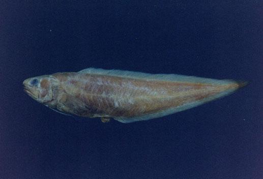 新鳚( em Neobythites sivicola  /em )