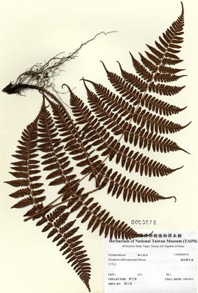 中文名：瘤孢鱗毛蕨 (H000078)學名： em Dryopteris reflexosquamata Hayata /em 