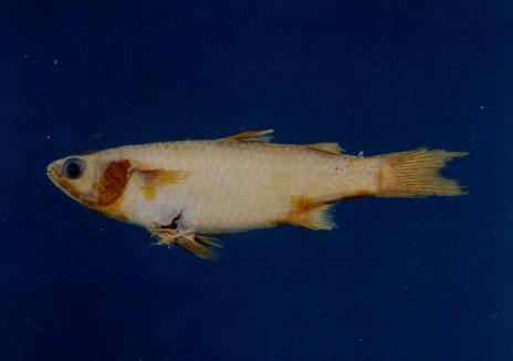 白鮻( em Liza subviridis  /em )