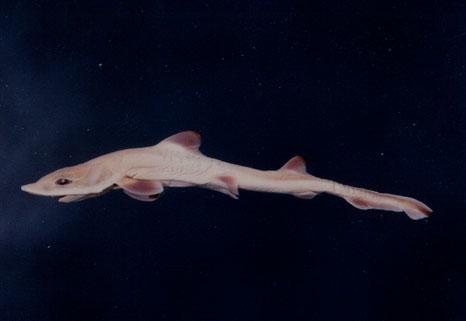 灰貂鮫( em Mustelus griseus  /em )