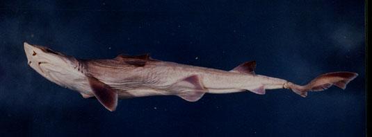 灰貂鮫( em Mustelus griseus  /em )