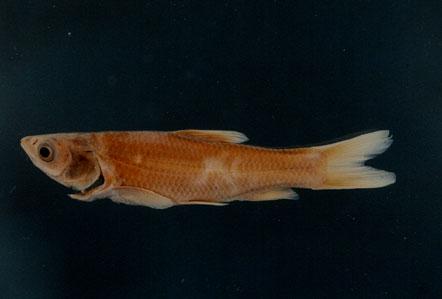 青魚( em Mylopharyngodon piceus  /em )