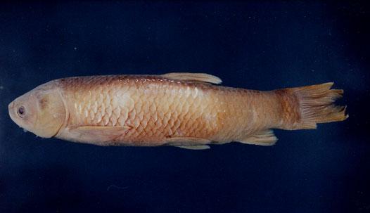 青魚( em Mylopharyngodon piceus  /em )