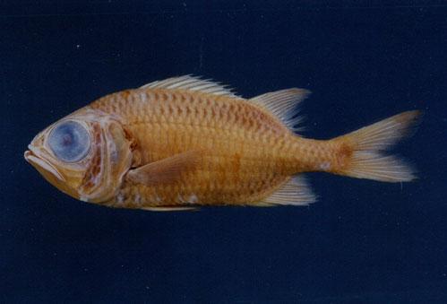 赤松毬( em Myripristis murdjan /em )