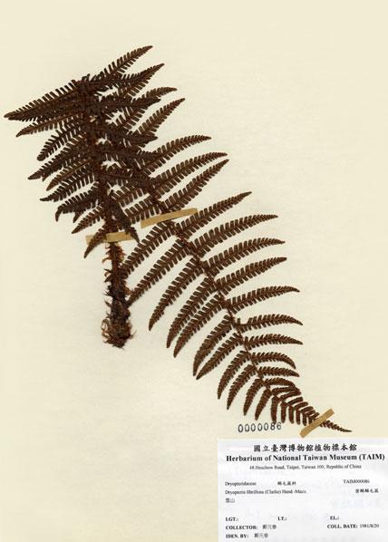 中文名：密鱗鱗毛蕨 (H000086)學名： em Dryopteris fibrillosa (Clarke) Hand.-Mzt. /em 