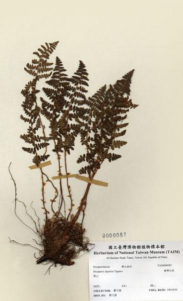 中文名：腺鱗毛蕨 (H000087)學名： em Dryopteris alpestris Tagawa /em 